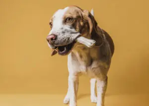 perro jugando